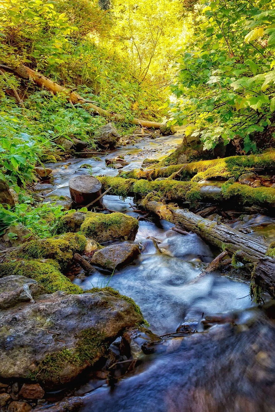 Mossy Forest Stream with Smooth Water Flow and Sunlit Green Foliage HD phone wallpaper