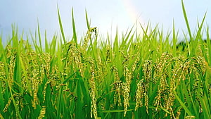 Lush Green Rice Paddy Field Under Bright Sunlight HD wallpaper