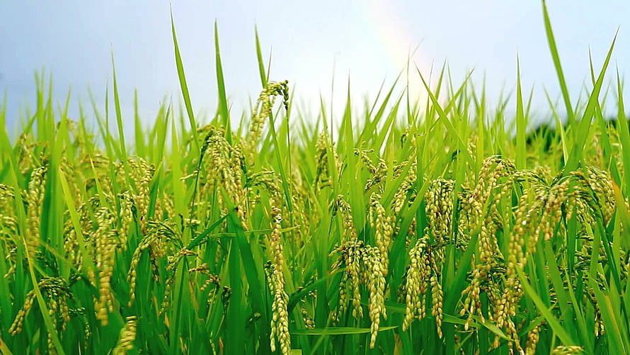 Lush Green Rice Paddy Field Under Bright Sunlight HD wallpaper