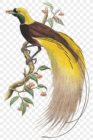 Golden Bird of Paradise Perched on Blossoming Branch Vintage Ornithological Illustration HD phone wallpaper