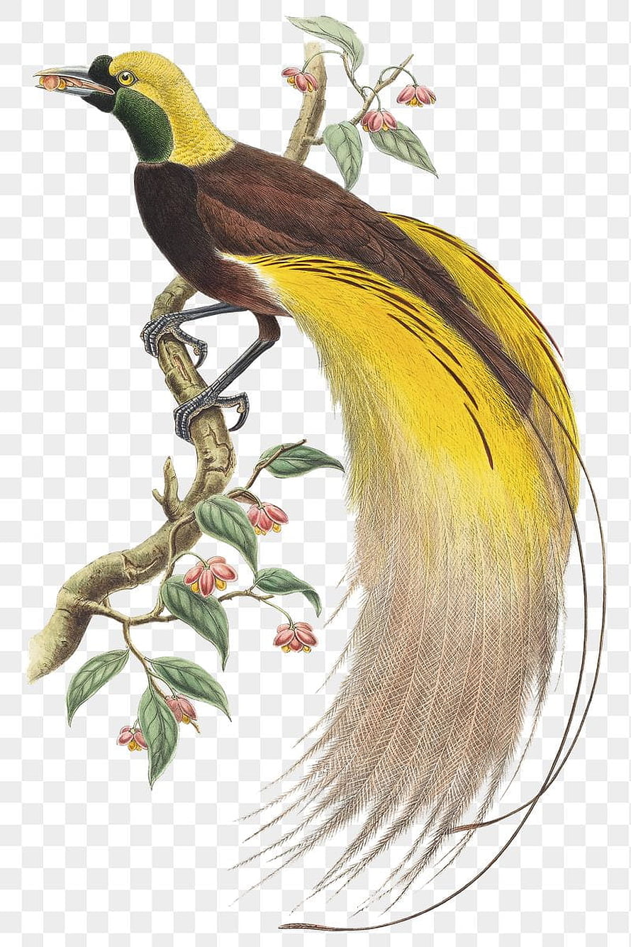 Golden Bird of Paradise Perched on Blossoming Branch Vintage Ornithological Illustration HD phone wallpaper