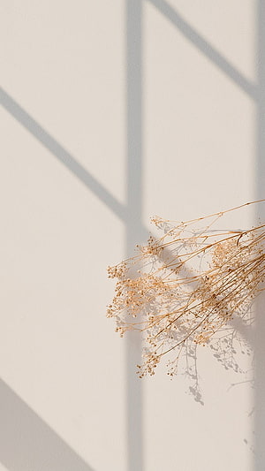 Minimalist Dried Gypsophila Stems Against a Beige Wall with Soft Window Shadows HD phone wallpaper