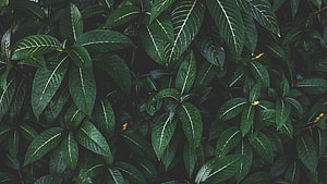 Lush Green Tropical Foliage with Prominent White Veins and Water Droplets HD wallpaper