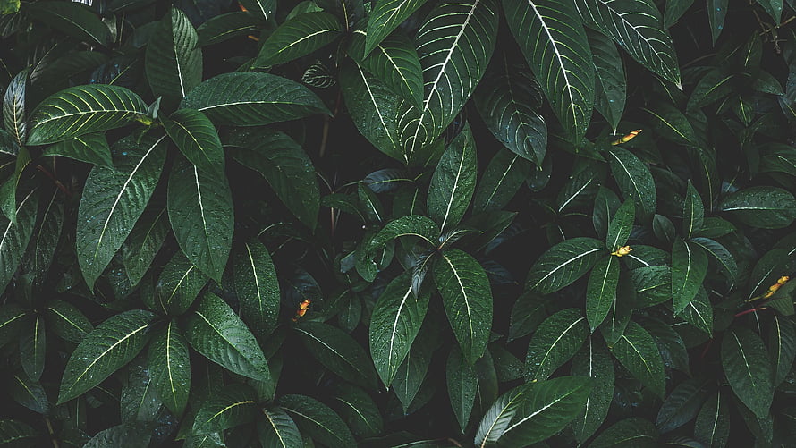 Lush Green Tropical Foliage with Prominent White Veins and Water Droplets HD wallpaper