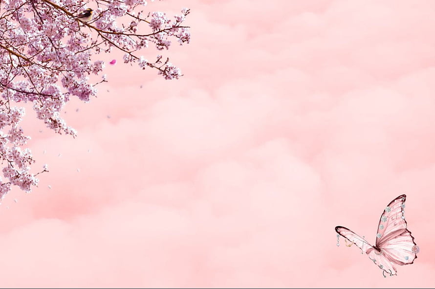 Pink Cherry Blossom Branch and Butterfly Against Soft Cloudy Sky HD wallpaper