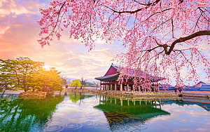 Cherry Blossoms Over Traditional Korean Palace Pavilion at Sunset HD wallpaper