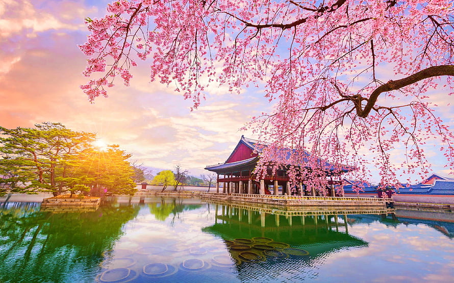 Cherry Blossoms Over Traditional Korean Palace Pavilion at Sunset HD wallpaper
