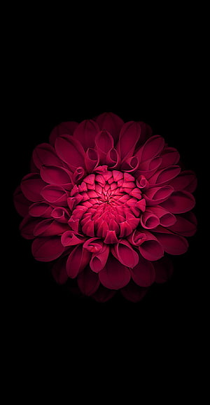 Vibrant Crimson Dahlia in Full Bloom Against a Deep Black Background HD phone wallpaper