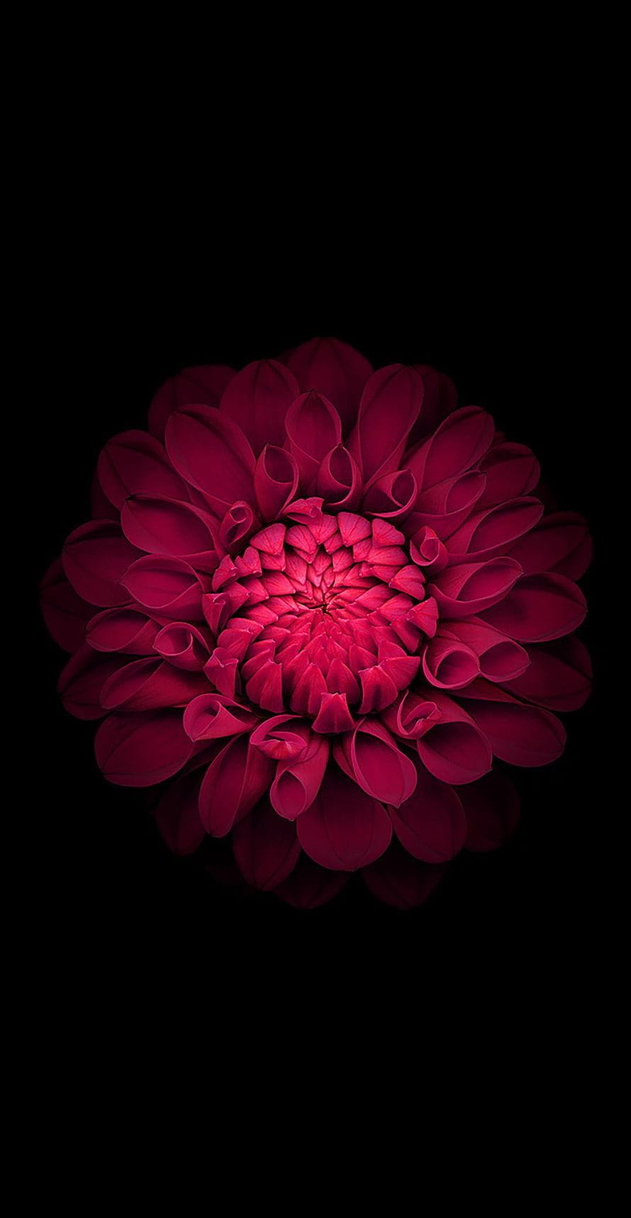 Vibrant Crimson Dahlia in Full Bloom Against a Deep Black Background HD phone wallpaper