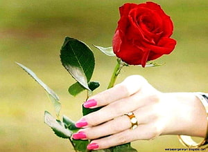 Woman's hand with pink nails holding a single red rose against a soft green background HD wallpaper