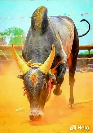 Jallikattu Kaalai Bull Charging Forward in Dusty Arena HD phone wallpaper