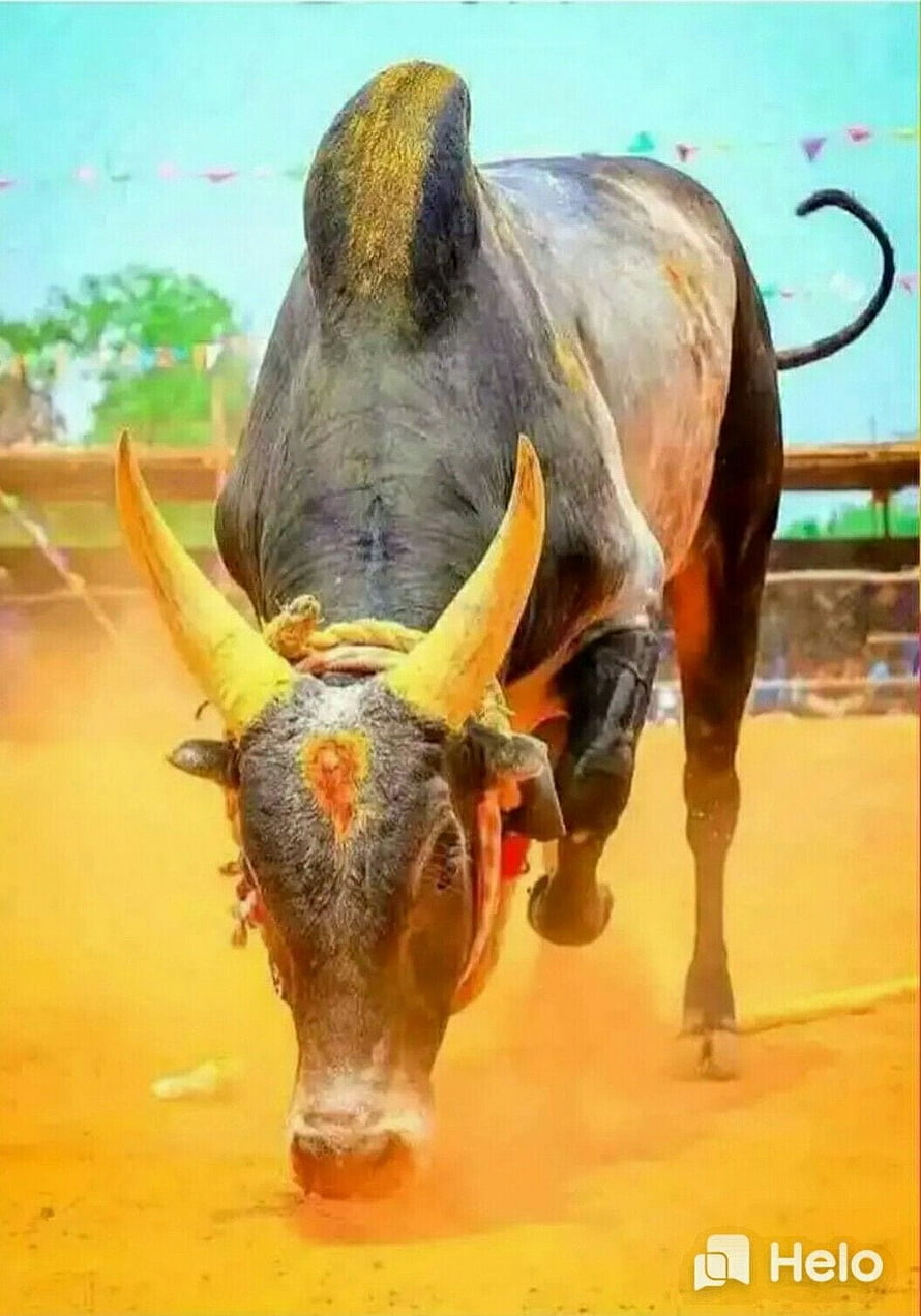 Jallikattu Kaalai Bull Charging Forward in Dusty Arena HD phone wallpaper