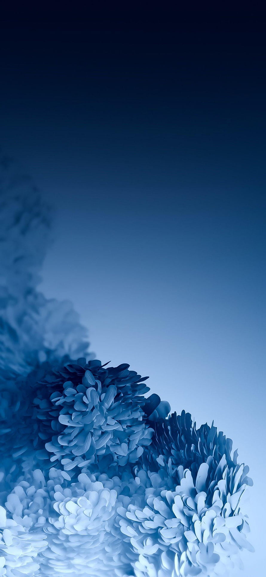 Monochromatic Blue Chrysanthemum Blooms Against a Soft Gradient Sky HD phone wallpaper