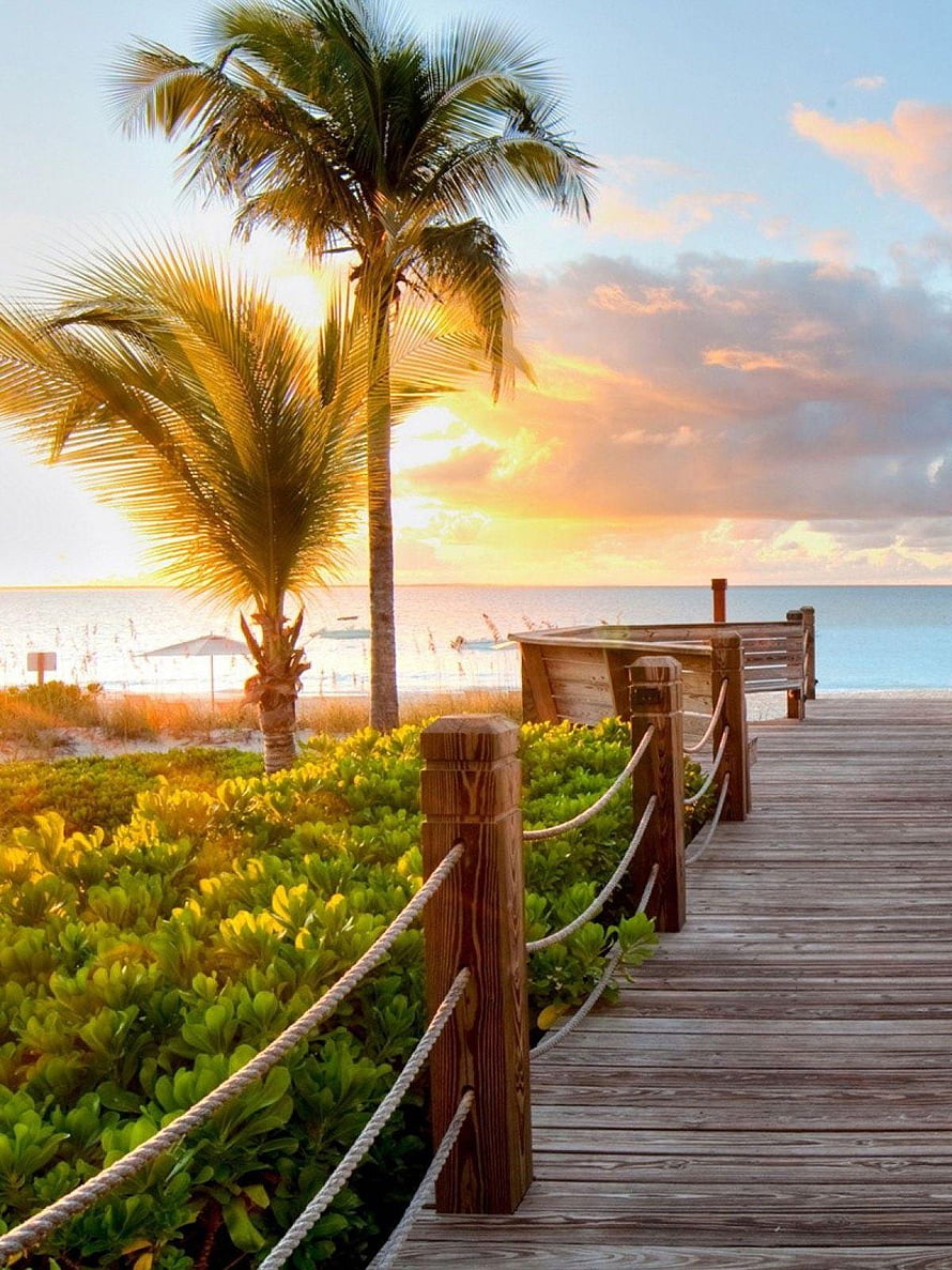 Tropical Beach Boardwalk at Golden Hour with Palm Trees and Ocean View HD phone wallpaper