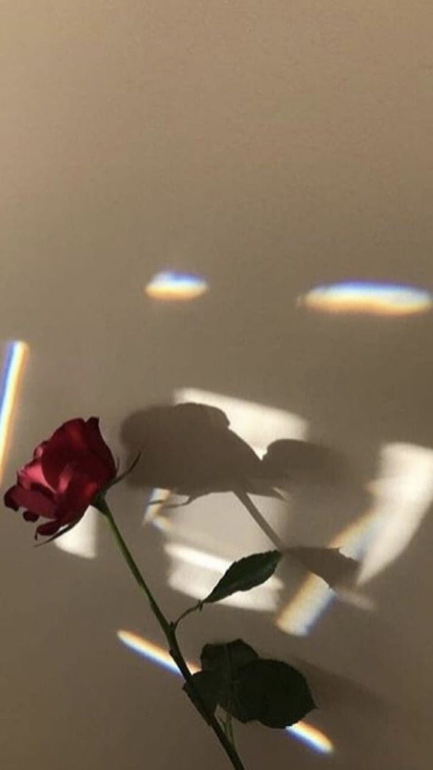Red Rose With Prismatic Light Refractions And Soft Shadow On Beige Wall HD phone wallpaper