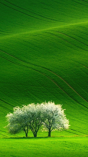 Blossoming Trees in a Rolling Green Meadow Landscape HD phone wallpaper