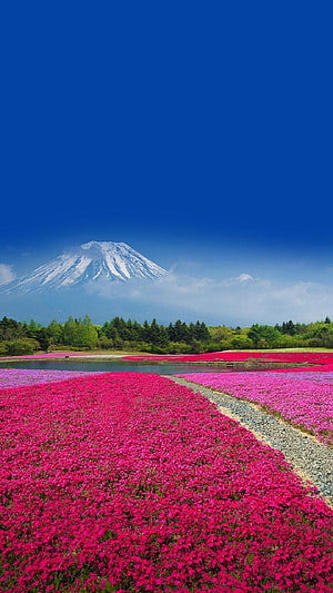 Vibrant Pink Flower Fields with Snow-Capped Mountain and Deep Blue Sky HD phone wallpaper