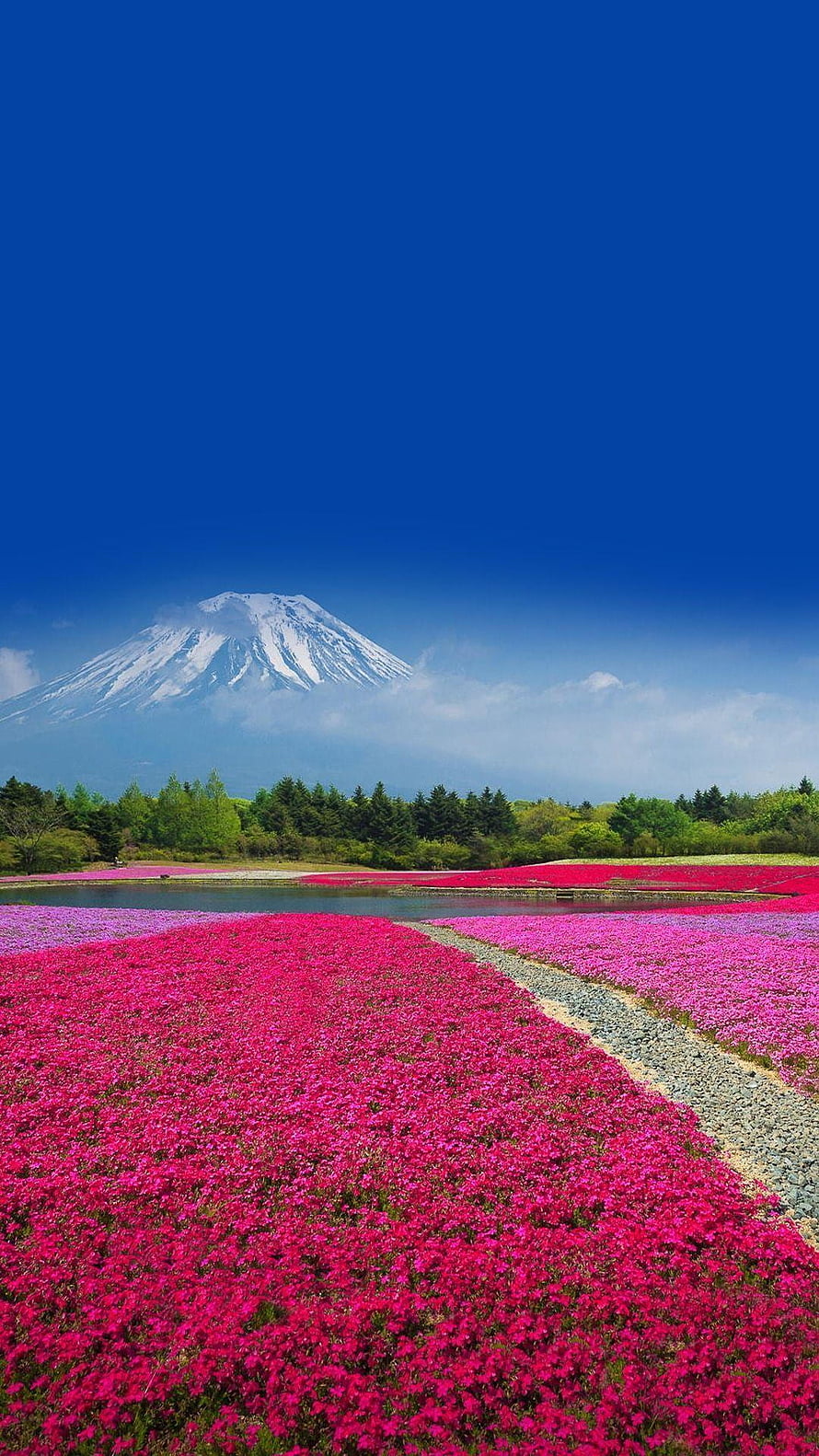 Vibrant Pink Flower Fields with Snow-Capped Mountain and Deep Blue Sky HD phone wallpaper