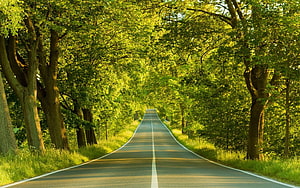 Sunlit Country Road Lined with Lush Green Trees and Dappled Light HD wallpaper