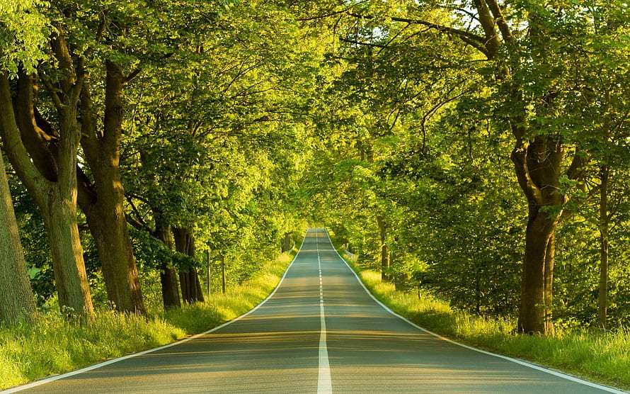 Sunlit Country Road Lined with Lush Green Trees and Dappled Light HD wallpaper