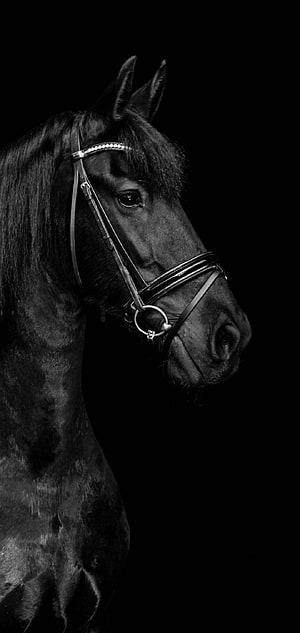 Black Stallion Portrait in Dramatic Monochrome with Bridle HD phone wallpaper