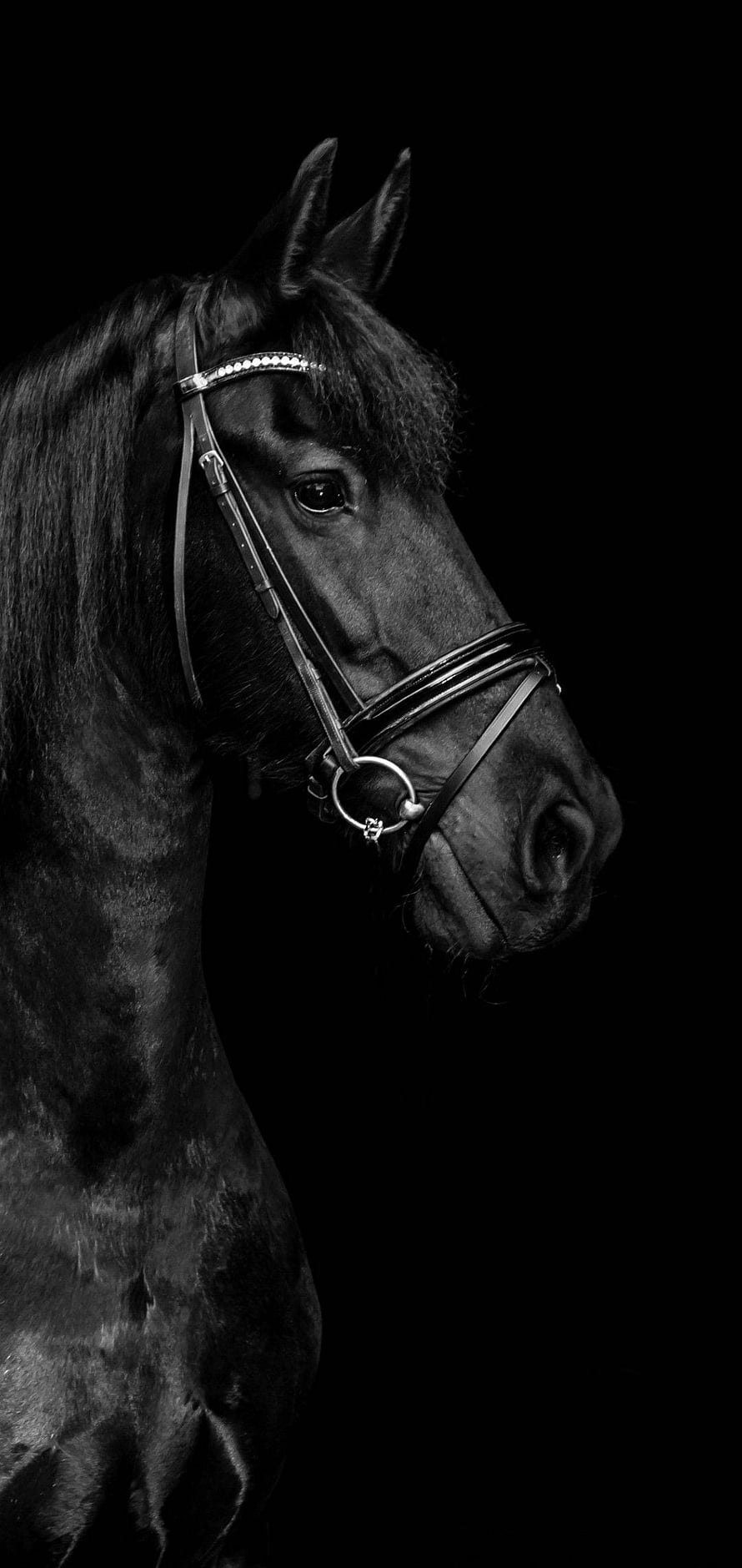 Black Stallion Portrait in Dramatic Monochrome with Bridle HD phone wallpaper