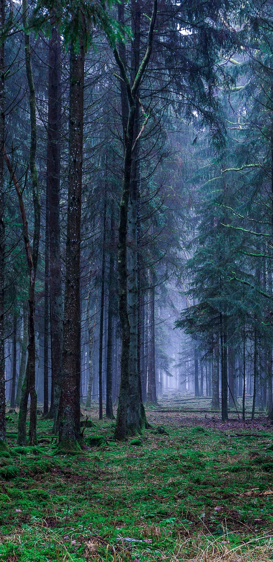 Misty Evergreen Forest with Mossy Ground and Tall Coniferous Trees HD phone wallpaper