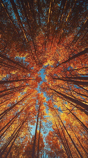 Looking Up at Vibrant Autumn Tree Canopy Against a Clear Blue Sky HD phone wallpaper