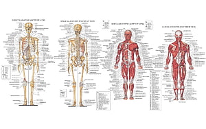 Human Anatomy Chart: Skeletal and Muscular System Anterior and Posterior Views HD wallpaper