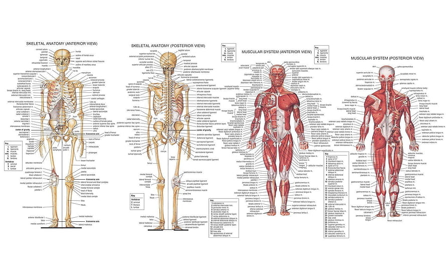 Human Anatomy Chart: Skeletal and Muscular System Anterior and Posterior Views HD wallpaper