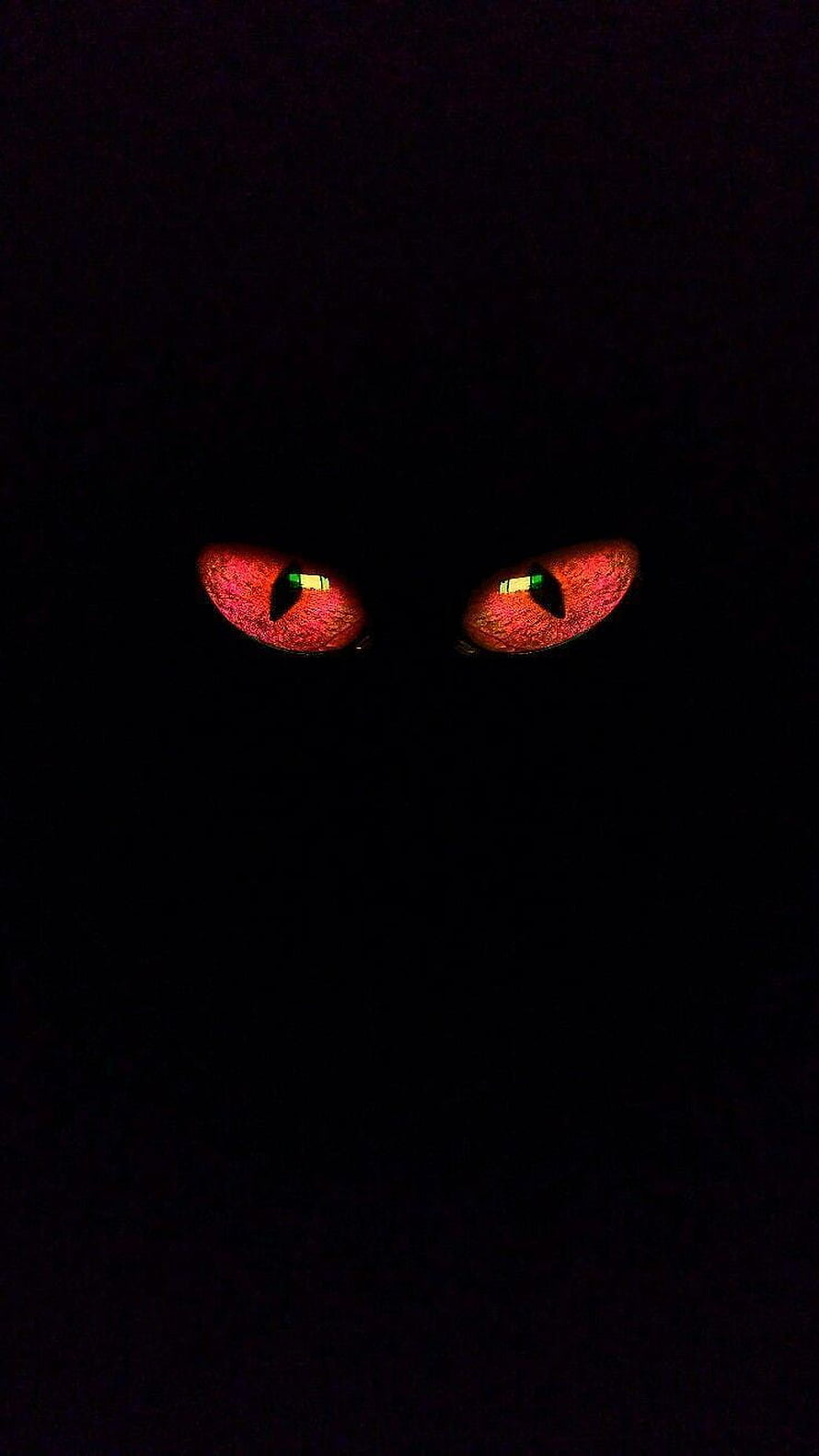 Glowing Red Cat Eyes Staring from Pitch Black Darkness HD phone wallpaper