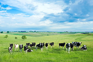 Herd of Holstein Cows Grazing in a Vast Green Pasture Under a Cloudy Sky HD wallpaper