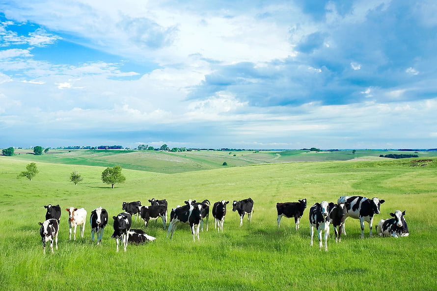 Herd of Holstein Cows Grazing in a Vast Green Pasture Under a Cloudy Sky HD wallpaper