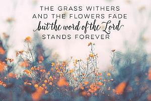 Inspirational Bible Verse Over Soft Orange Wildflowers in a Misty Summer Field HD wallpaper
