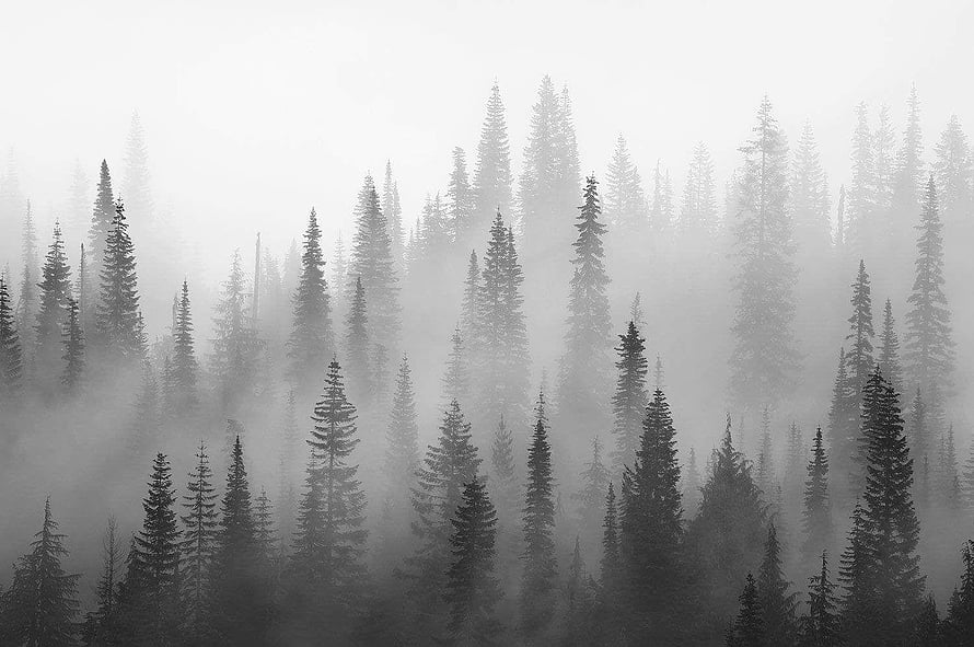 Monochromatic Evergreen Forest Shrouded in Thick Morning Mist HD wallpaper