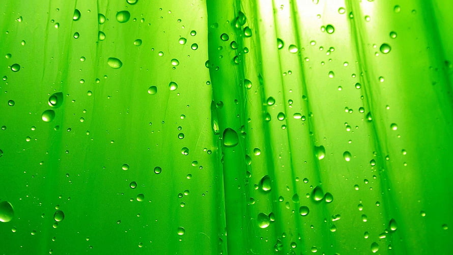 Vibrant Green Leaf Surface Covered In Water Droplets Close Up Nature Photography HD wallpaper