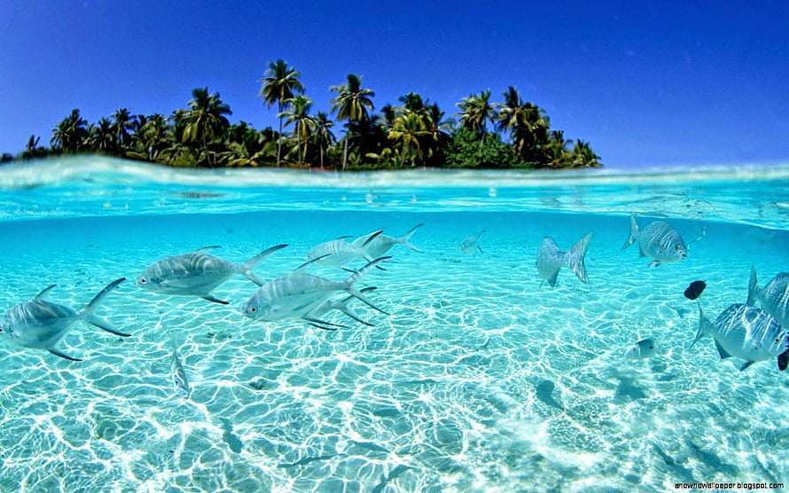 Tropical Underwater Split View With School Of Fish And Palm Island HD wallpaper