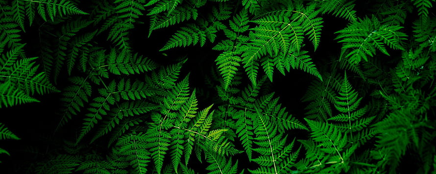 Lush Green Fern Fronds Against a Dark Background for Nature Lovers HD wallpaper
