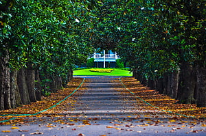 Tree-lined driveway leading to a grand estate at Augusta National Golf Club HD wallpaper