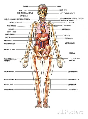 Labeled Human Anatomy Diagram Showing Skeletal System and Internal Organs HD phone wallpaper