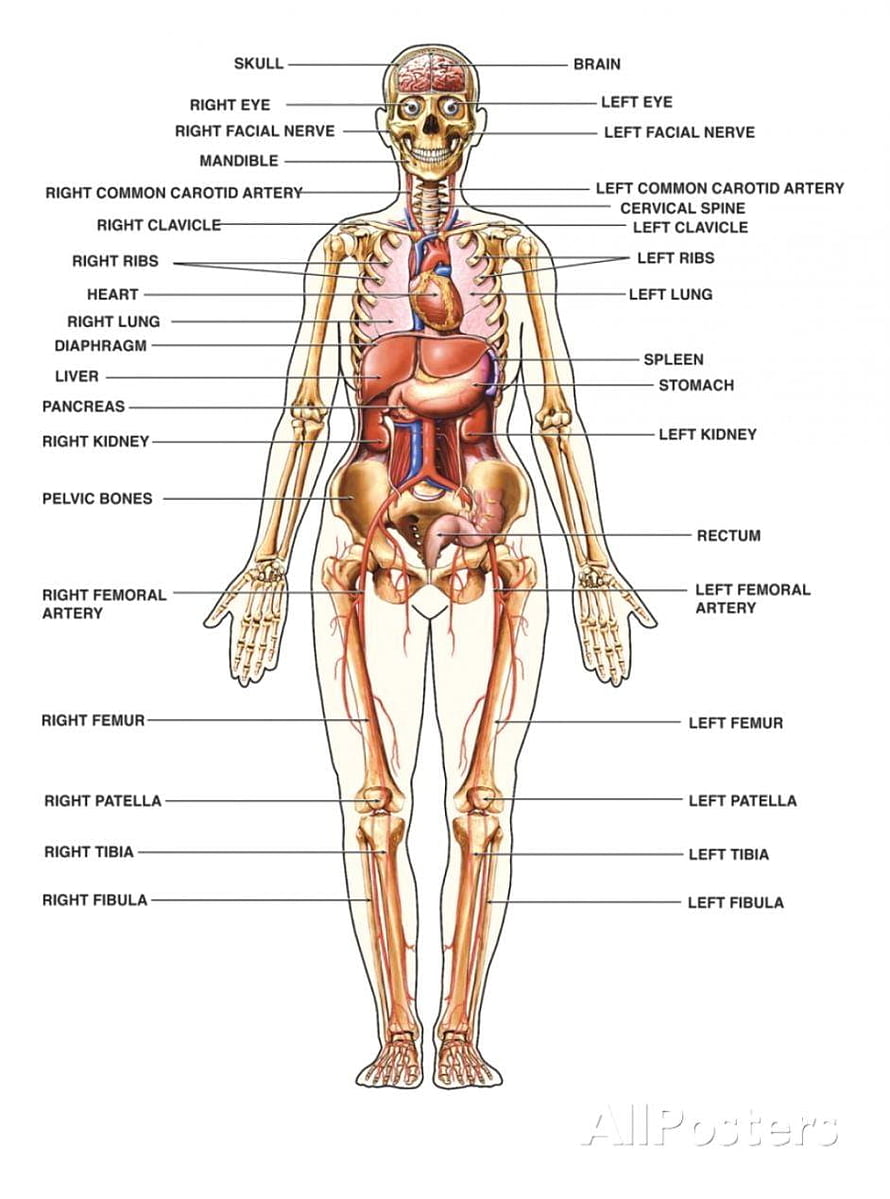 Labeled Human Anatomy Diagram Showing Skeletal System and Internal Organs HD phone wallpaper