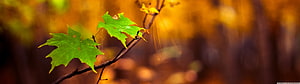 Vibrant Green Maple Leaves on a Branch Against a Warm Autumn Foliage Background HD wallpaper