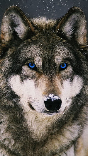 Close-up portrait of a gray wolf with striking blue eyes and snow on its nose against a dark winter background HD phone wallpaper