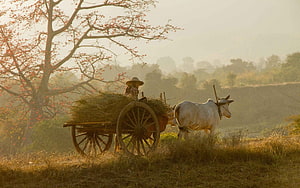 Rural Indian farmer guiding a white ox pulling a wooden hay cart through a misty field at sunrise HD wallpaper