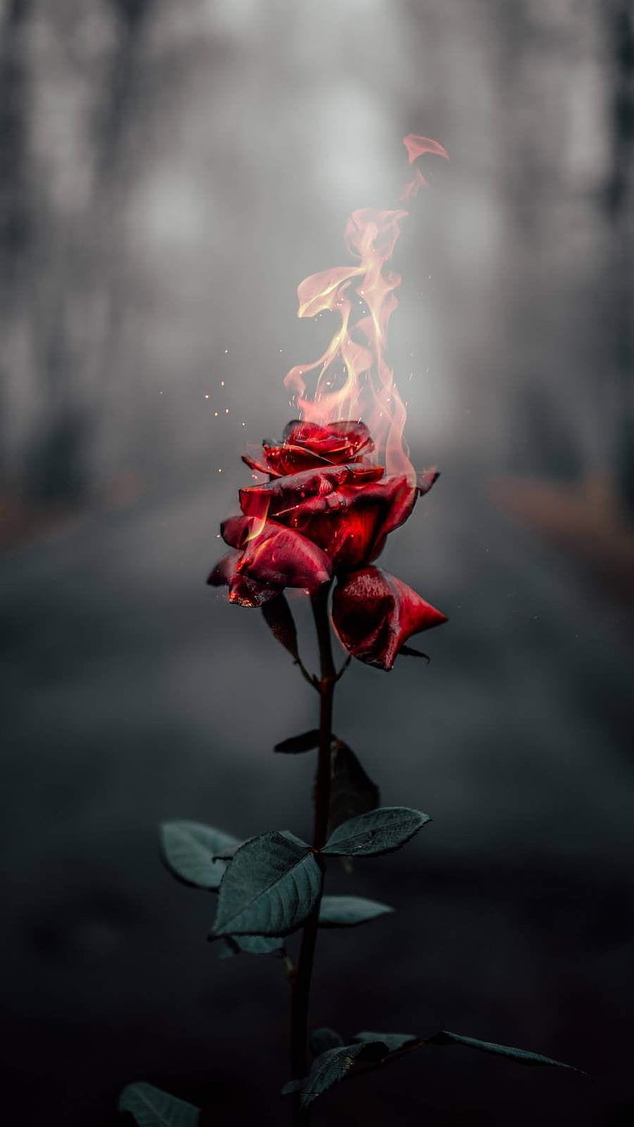 Flaming Crimson Rose in a Dark Misty Forest with Dramatic Smoke and Fire HD phone wallpaper