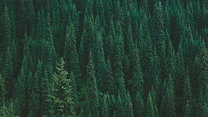 Dense Evergreen Conifer Forest Canopy in Deep Green Tones HD wallpaper