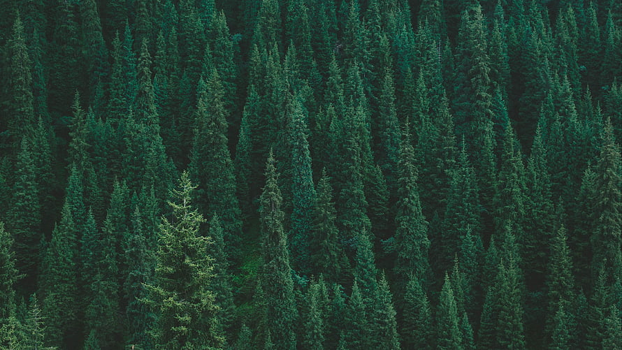 Dense Evergreen Conifer Forest Canopy in Deep Green Tones HD wallpaper