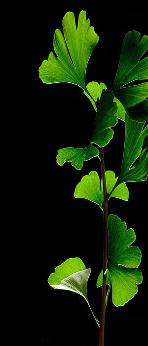 Vibrant Green Fern Fronds Backlit Against a Deep Black Background HD phone wallpaper