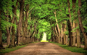 Serene Tree-Lined Country Lane with Lush Green Canopy and Earthy Path HD wallpaper