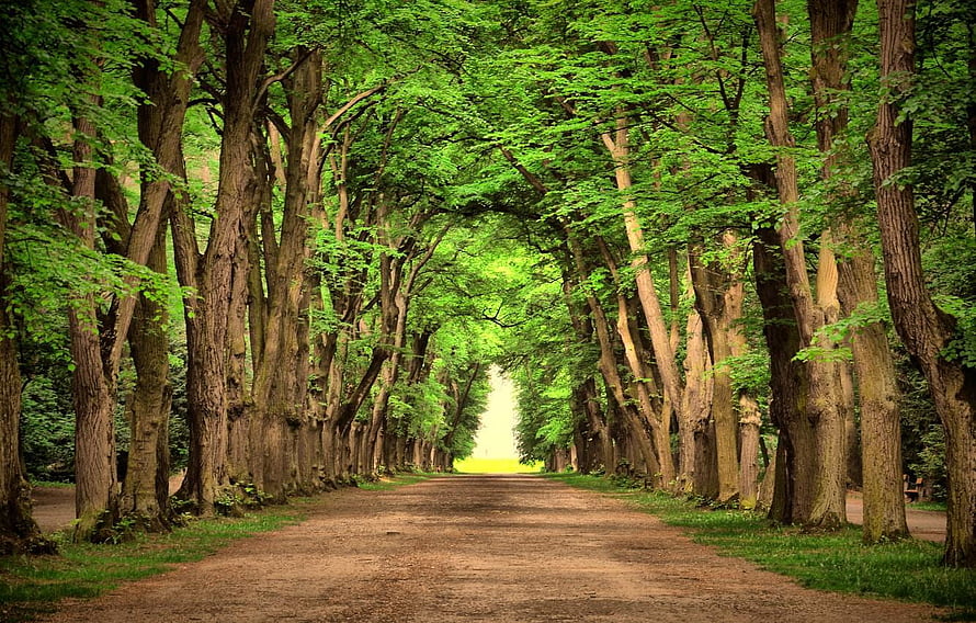 Serene Tree-Lined Country Lane with Lush Green Canopy and Earthy Path HD wallpaper